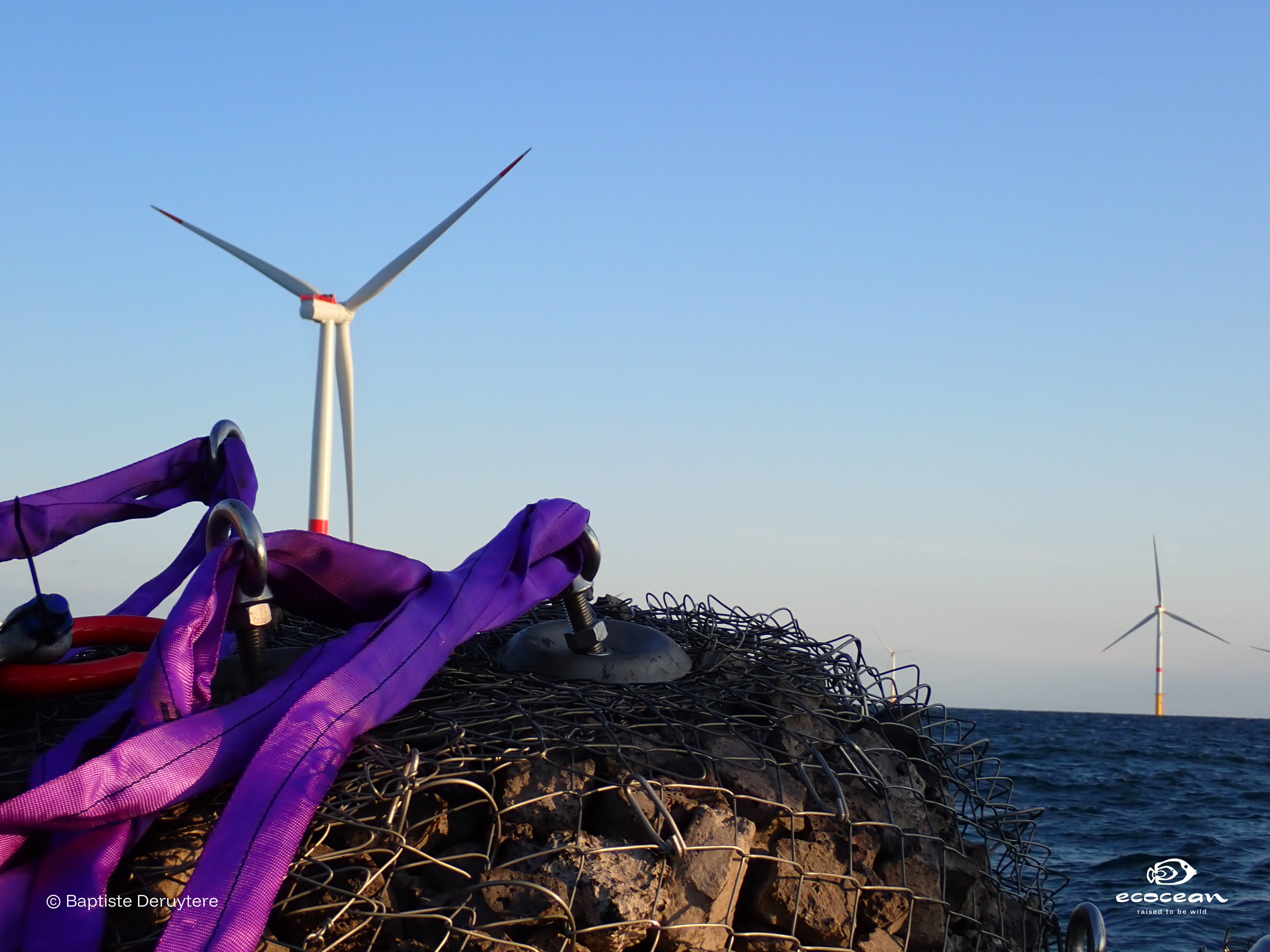 ORLAC EMR – ECOCEAN © Baptiste Deruytere (11)